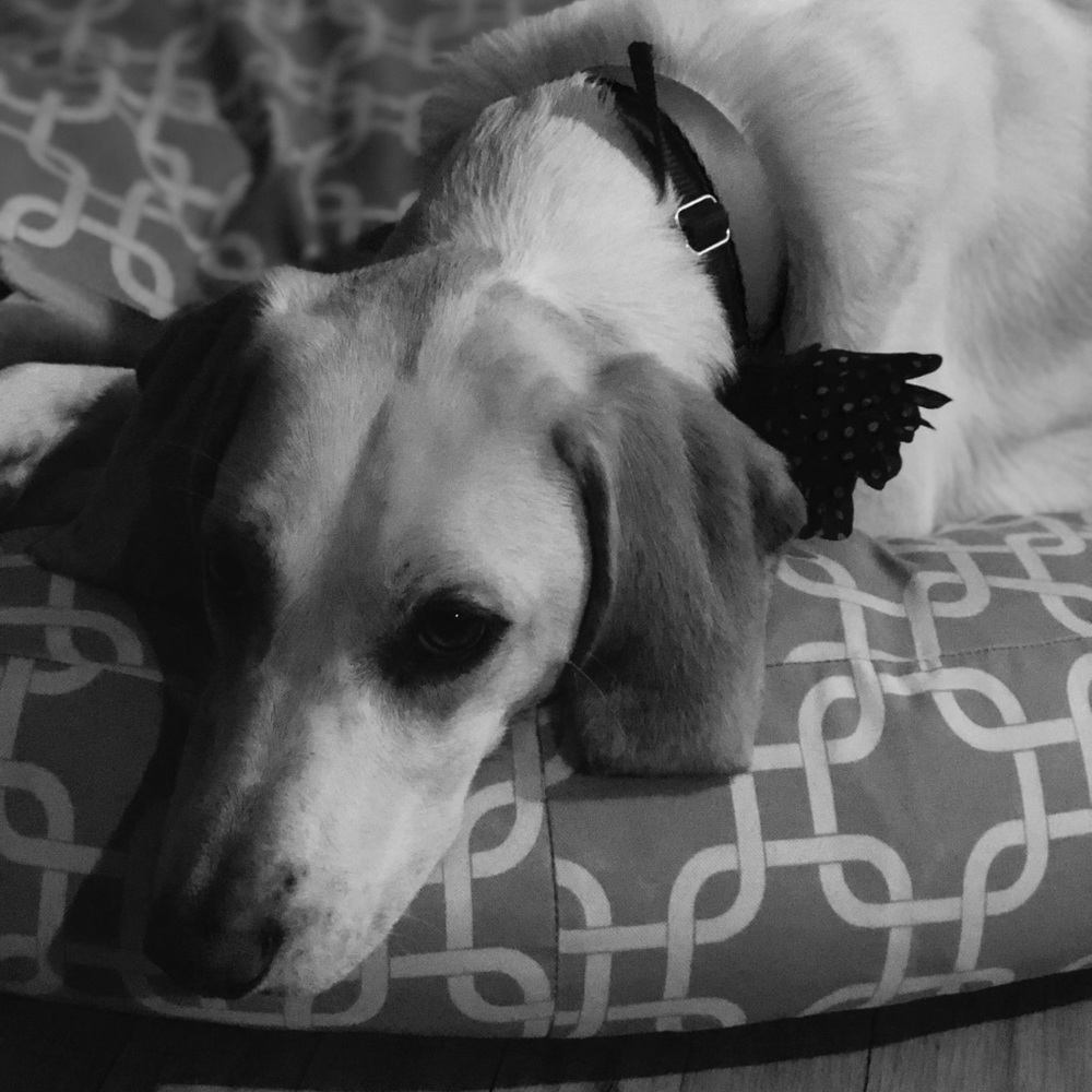 Meet your Posher, Taylor